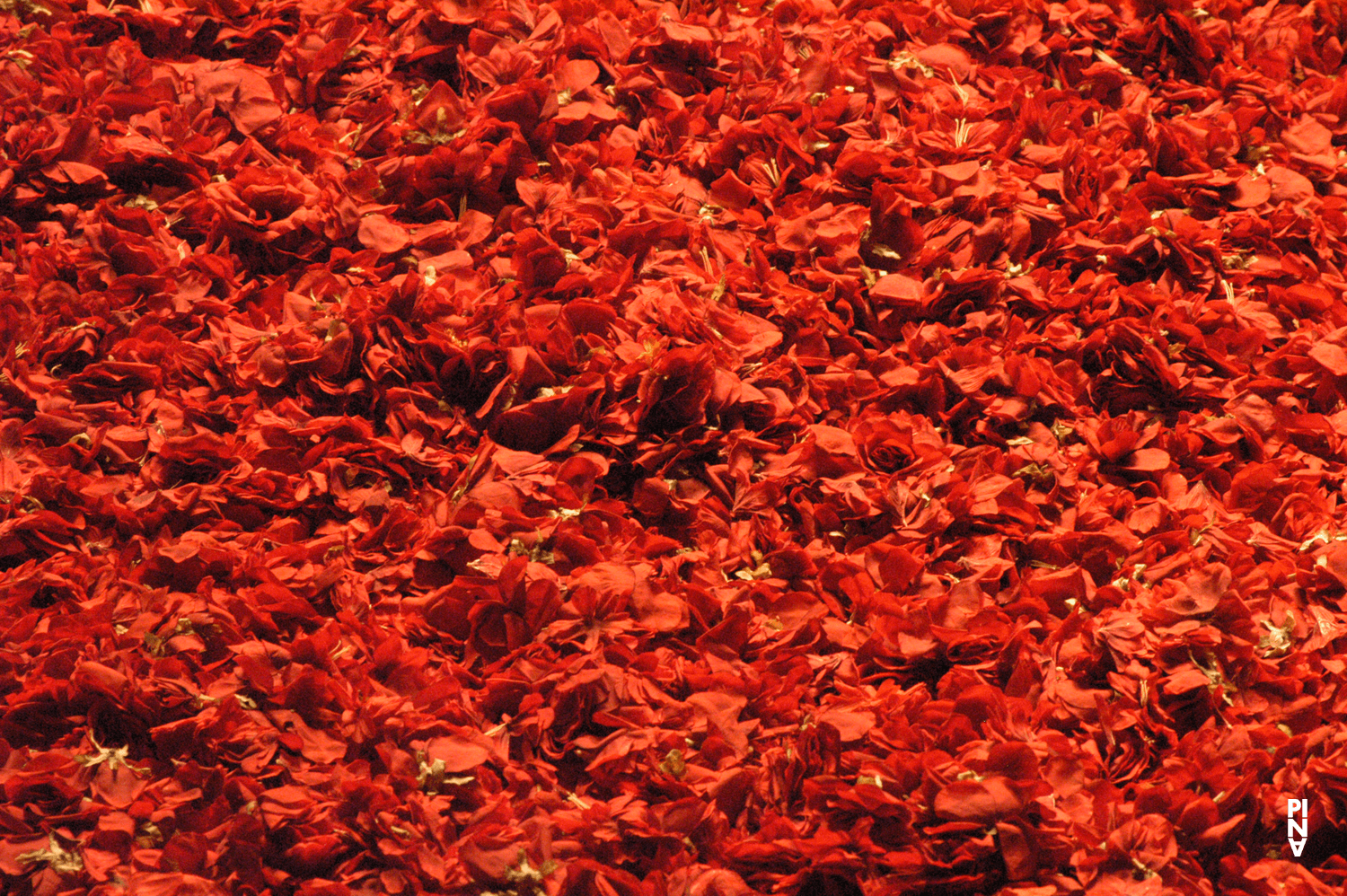 Photo de « Der Fensterputzer (Le laveur de vitres) » de Pina Bausch